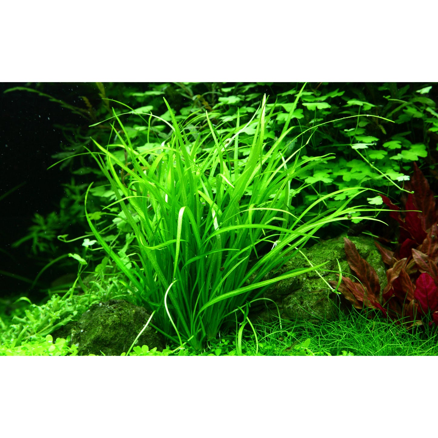 Tropica Helanthium tenellum 'Green' (Easy, Foreground) 1-2-Grow!