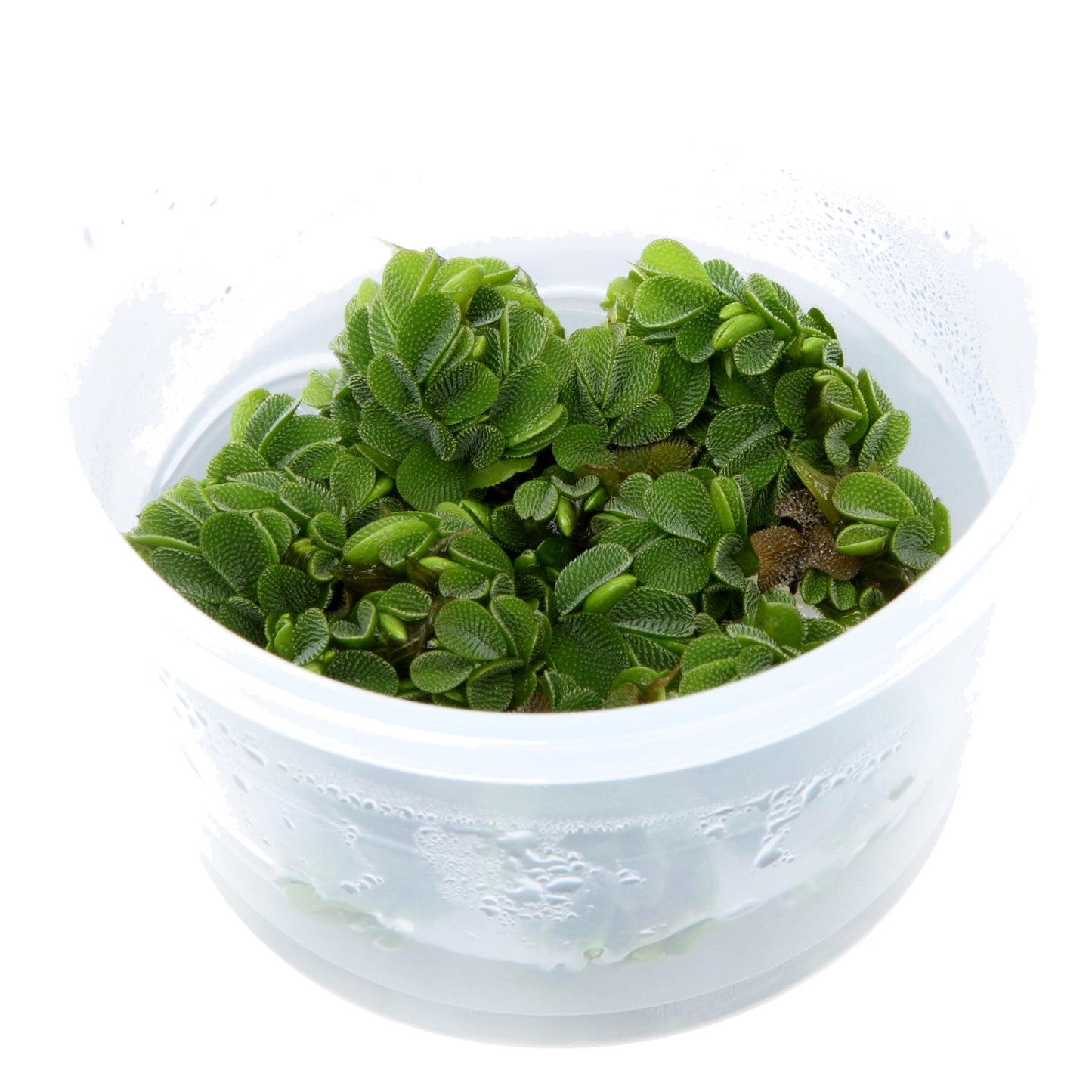 Tropica Salvinia minima (Easy, Floating) 1-2-Grow!