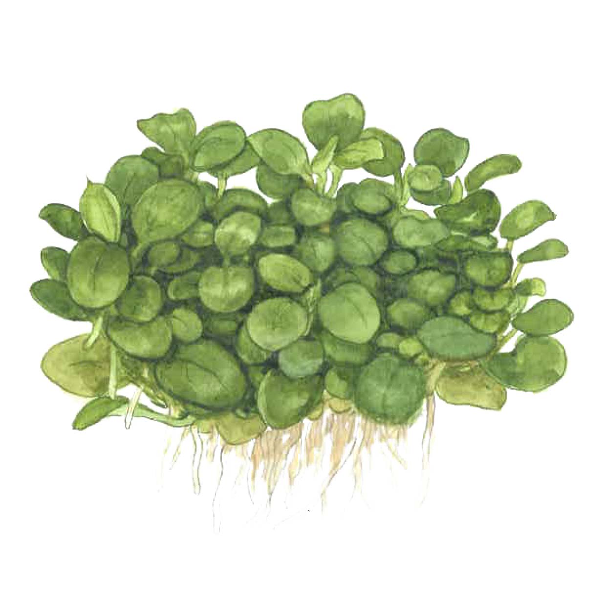 Tropica Anubias barteri 'Mini Coin' (Easy, Foreground/Attach) 1-2-Grow!