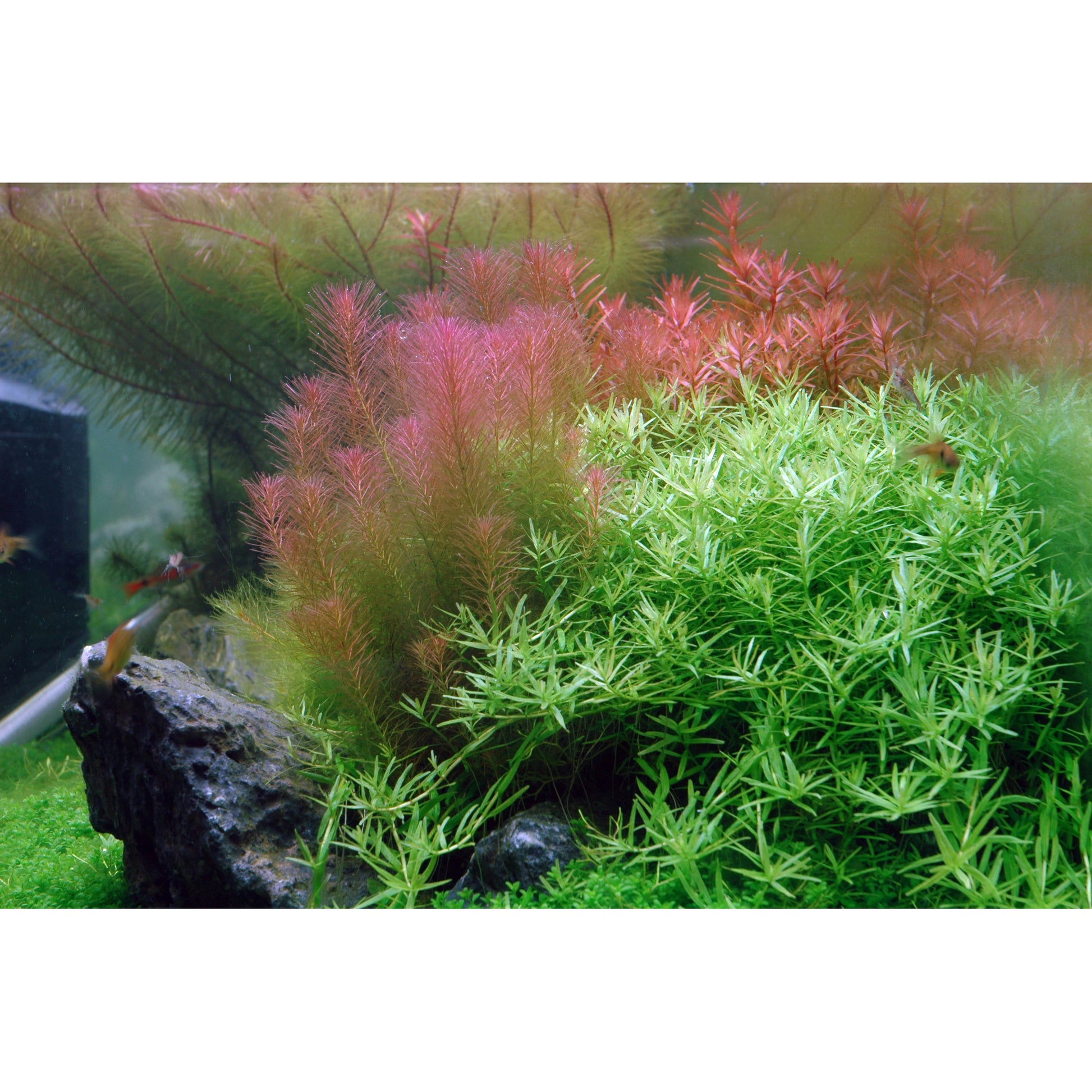 Tropica Rotala wallichii (Advanced, Background) 1-2-Grow!