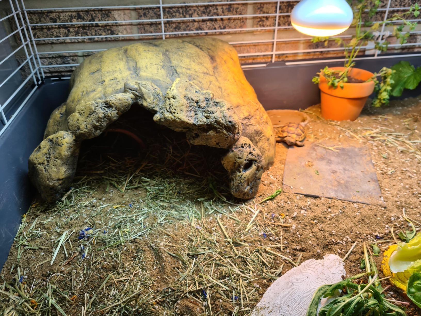 Exo Terra Tortoise Reptile Hide Shelter Cave