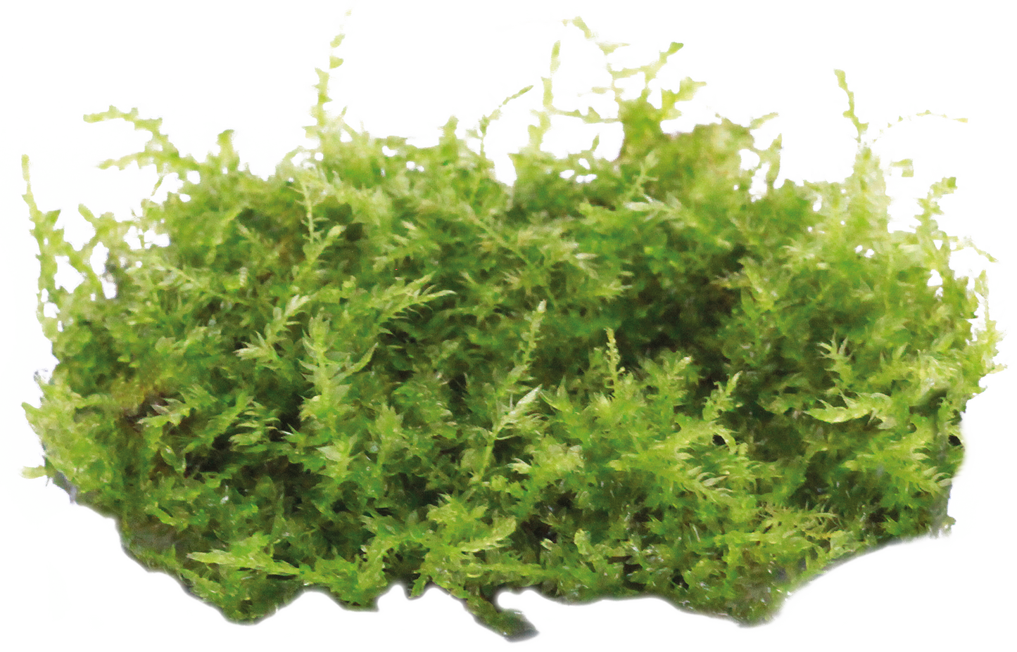 Aquafleur Easy Grow 119 Vesicularia Dubyana Christmas Live Plant