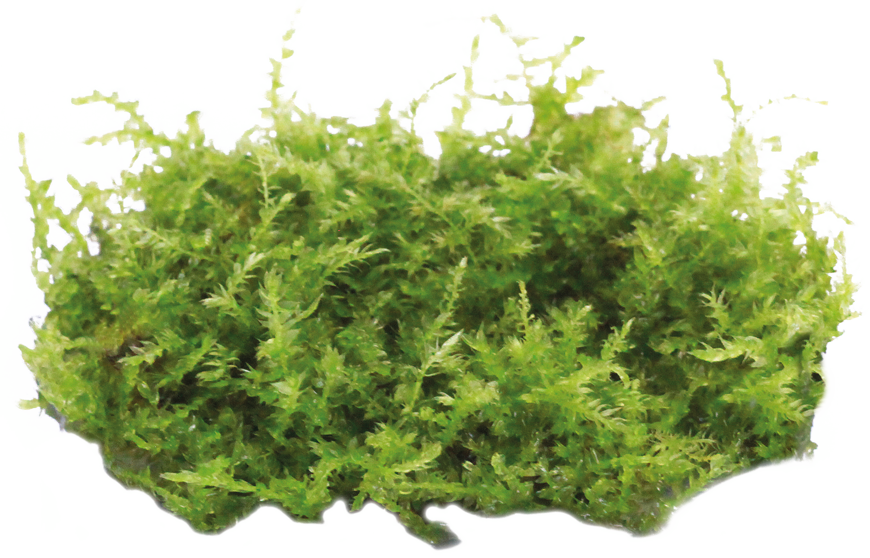 Aquafleur Easy Grow 119 Vesicularia Dubyana Christmas Live Plant