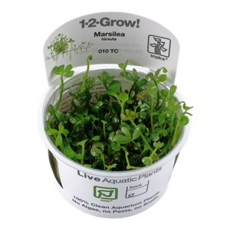Marsilea hirsuta (Easy, Foreground (Carpeting)) 1-2-Grow!