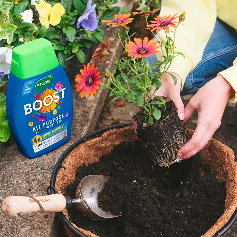 Westland Boost All Purpose Liquid Plant Food 1L