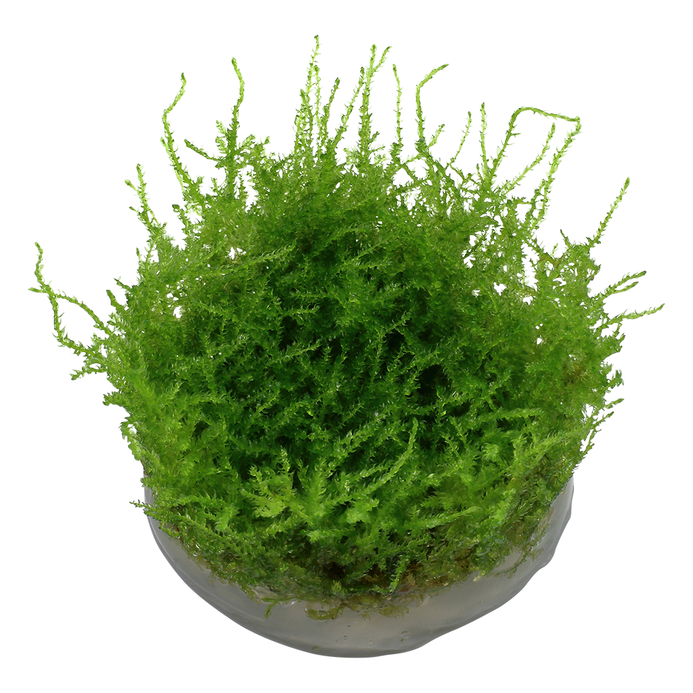 Tropica Vesicularia montagnei 'Christmas Moss' (Medium, Foreground) 1-2-Grow!