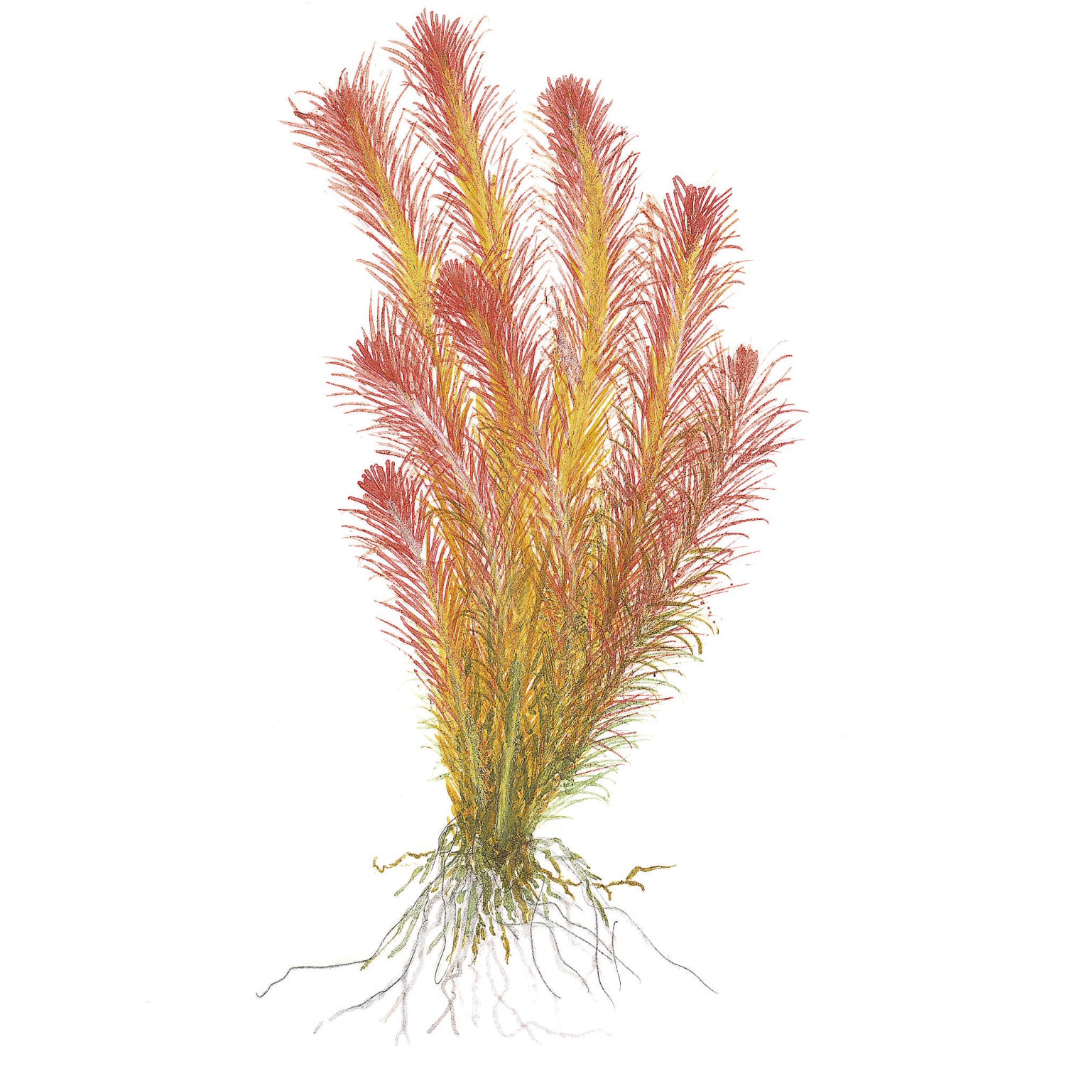 Tropica Rotala wallichii (Advanced, Background) 1-2-Grow!