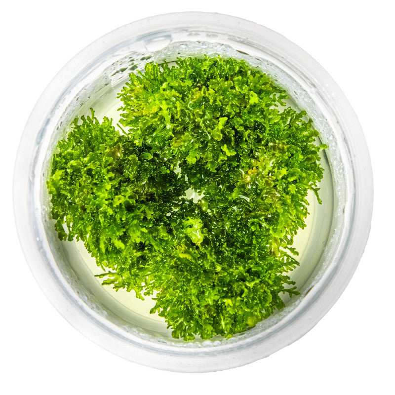 Riccardia chamedryfolia Moss Tropica 1-2-GROW