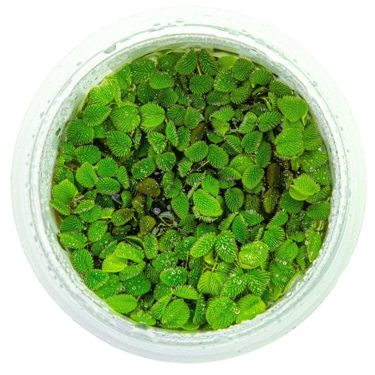 Tropica Salvinia minima (Easy, Floating) 1-2-Grow!