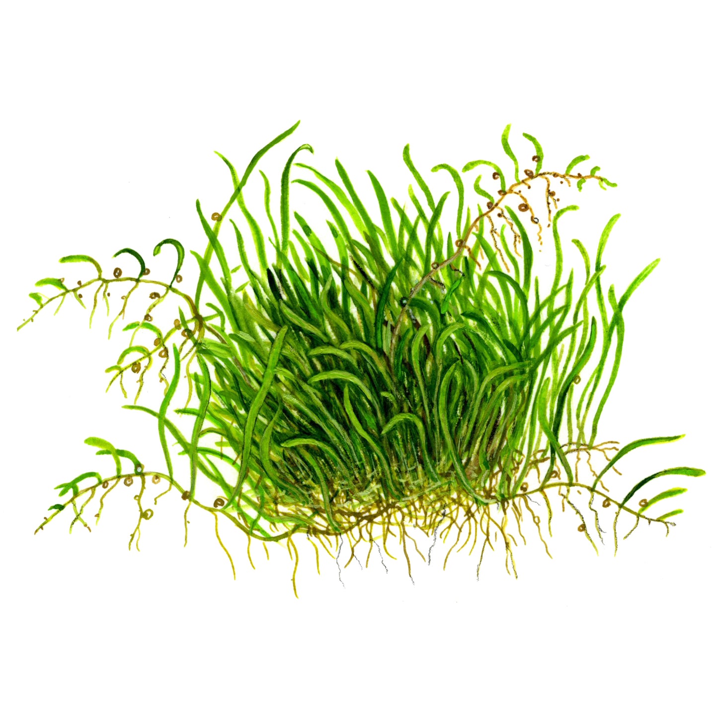 Tropica Utricularia graminifolia (Advanced, Foreground) 1-2-Grow!