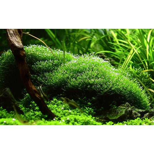 Tropica Riccia fluitans (Medium, Foreground) 1-2-Grow!