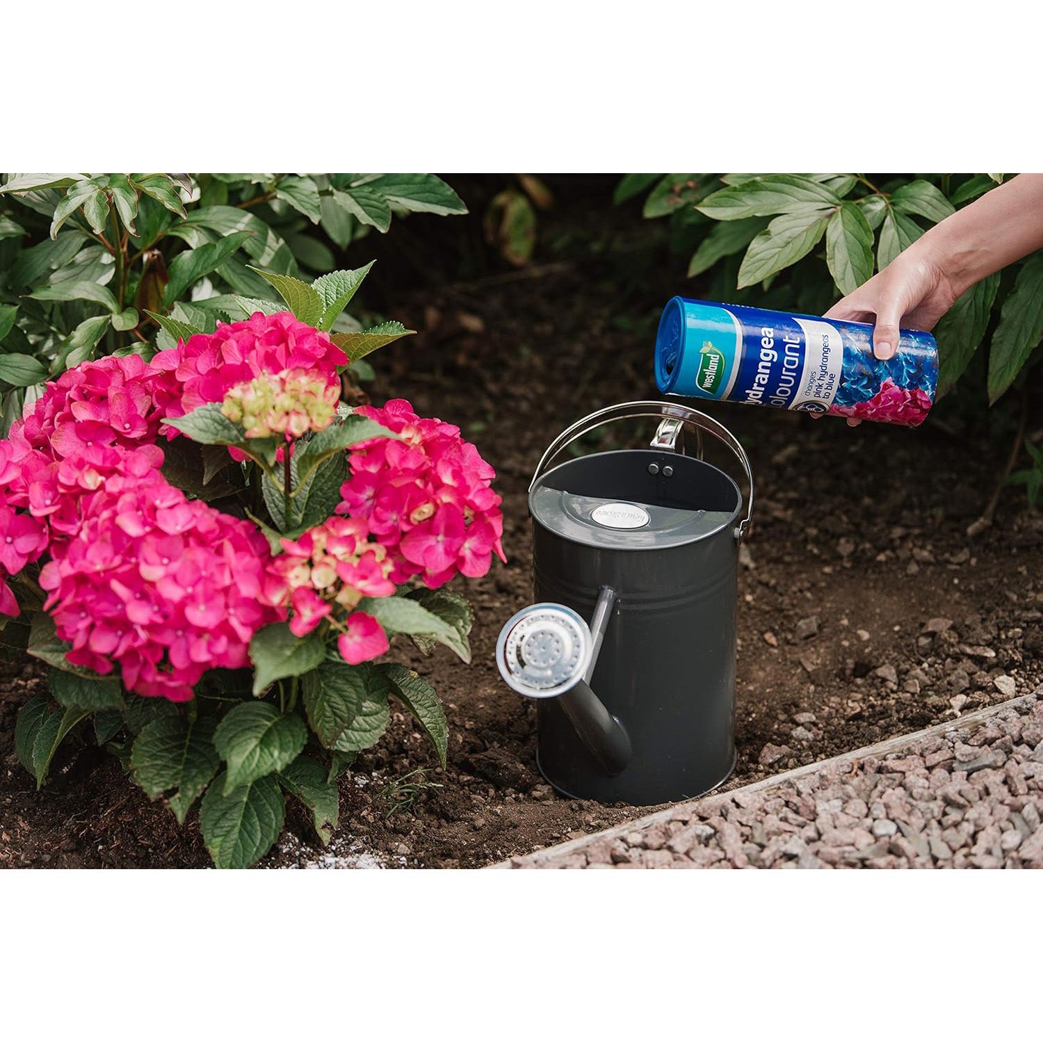 Westland Hydrangea Colourant 500g