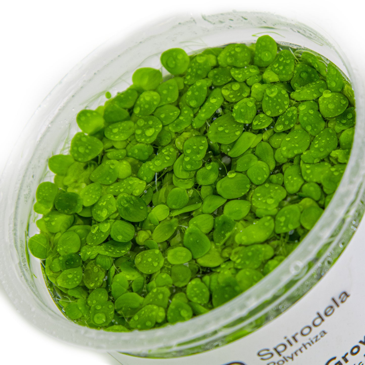 Tropica Spirodela polyrrhiza (Easy, Floating) 1-2-Grow!