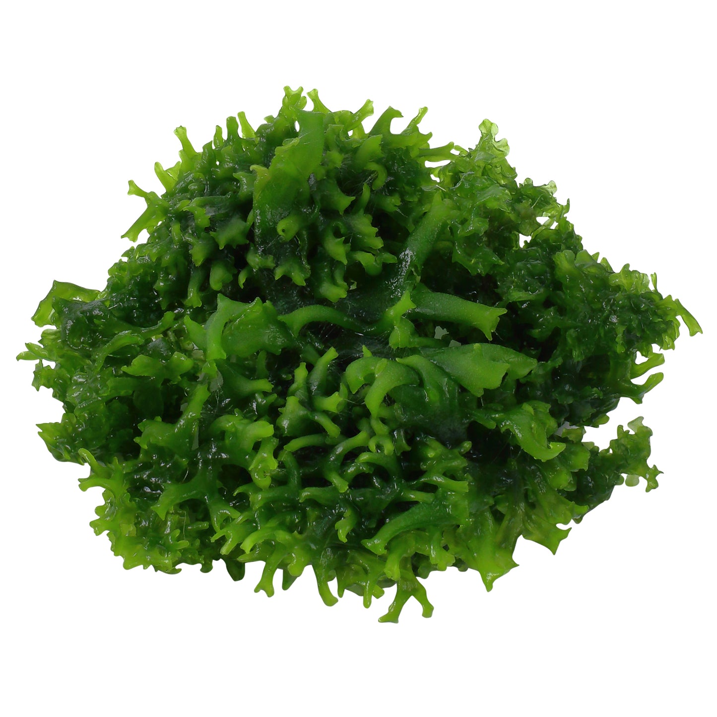 Tropica Monosolenium tenerum (Easy, Foreground) 1-2-Grow!