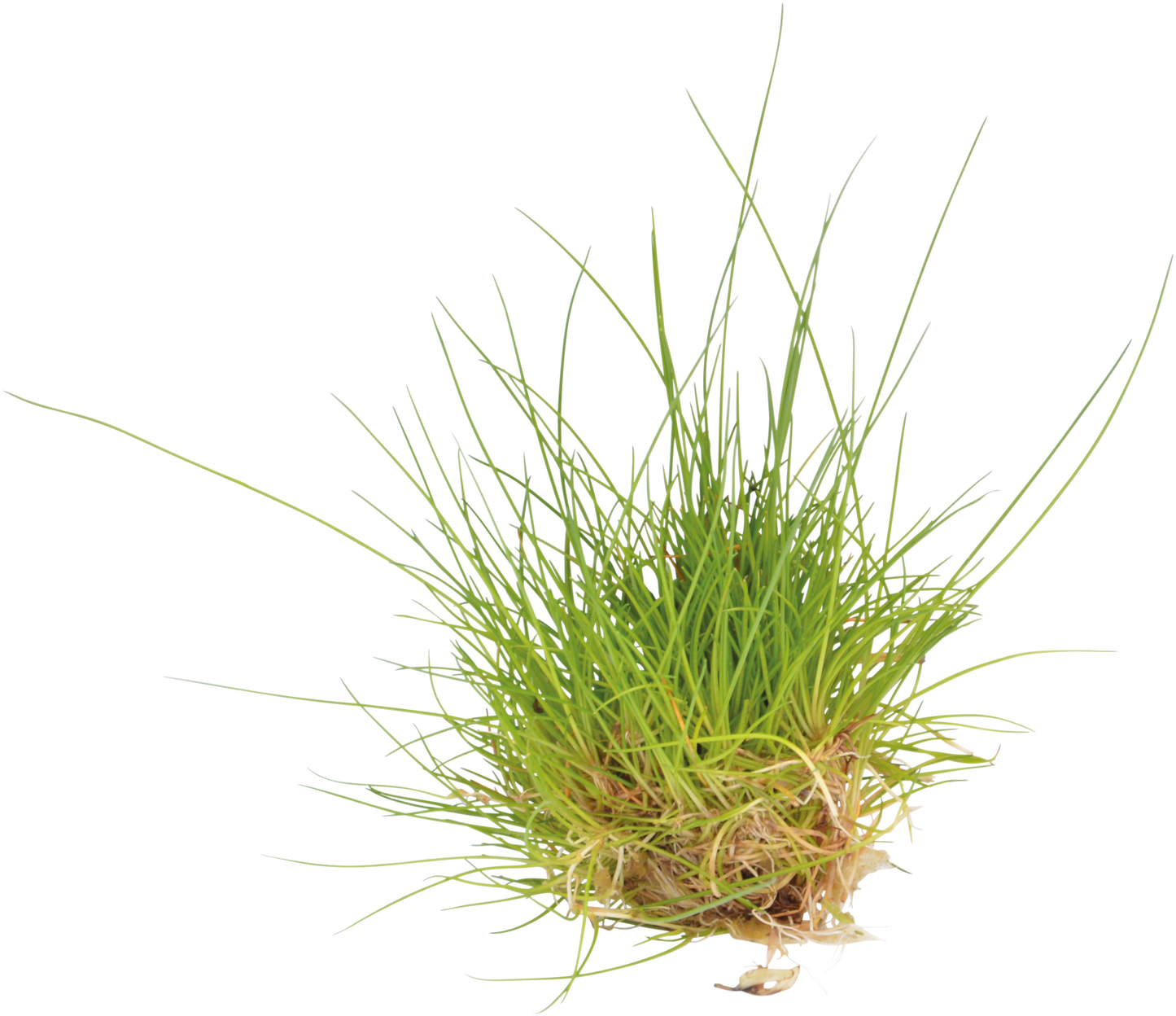 Aquafleur Easy Grow 41 Eleocharis Parvula (NEW)