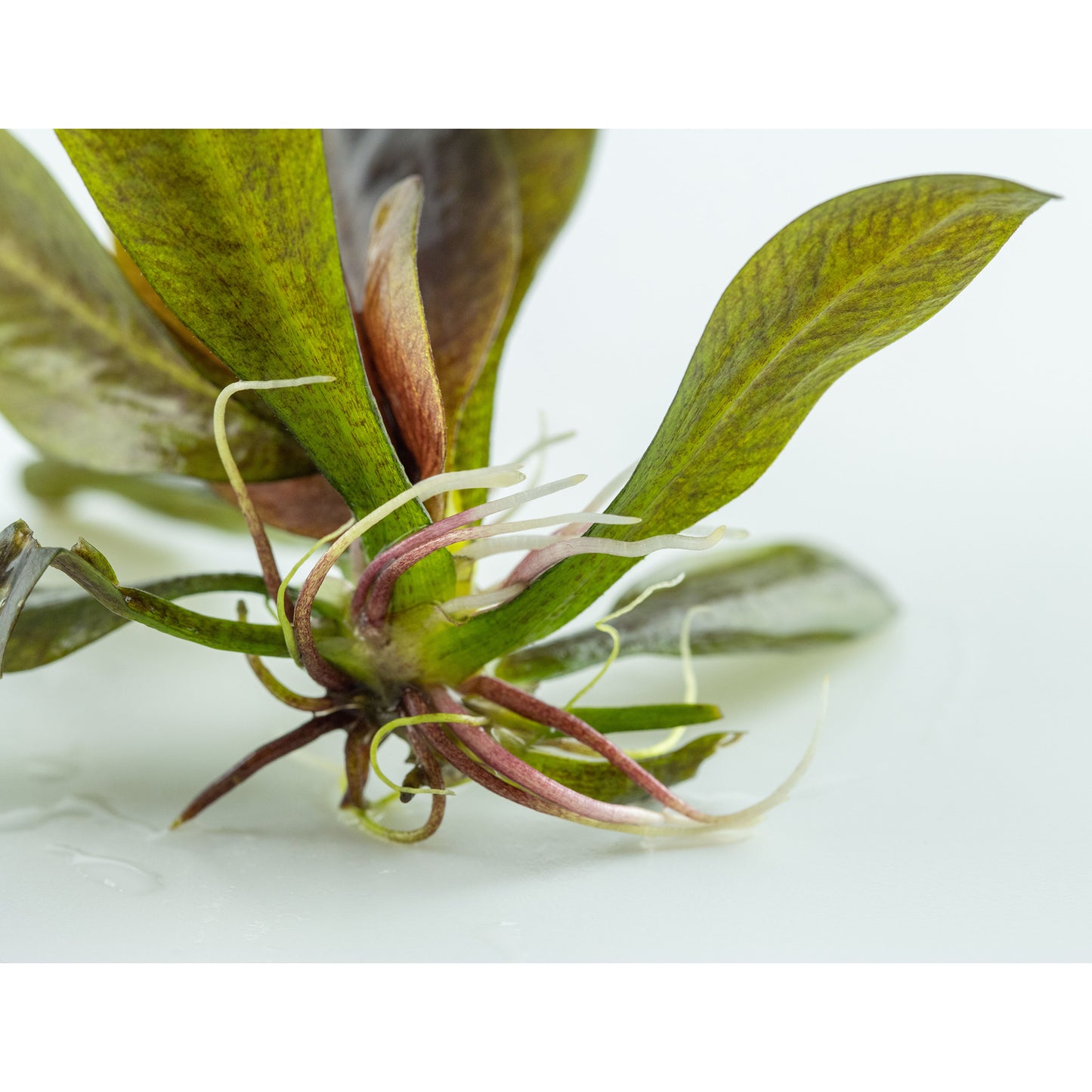 Tropica Echinodorus 'Reni' (Easy, Middleground) 1-2-Grow!