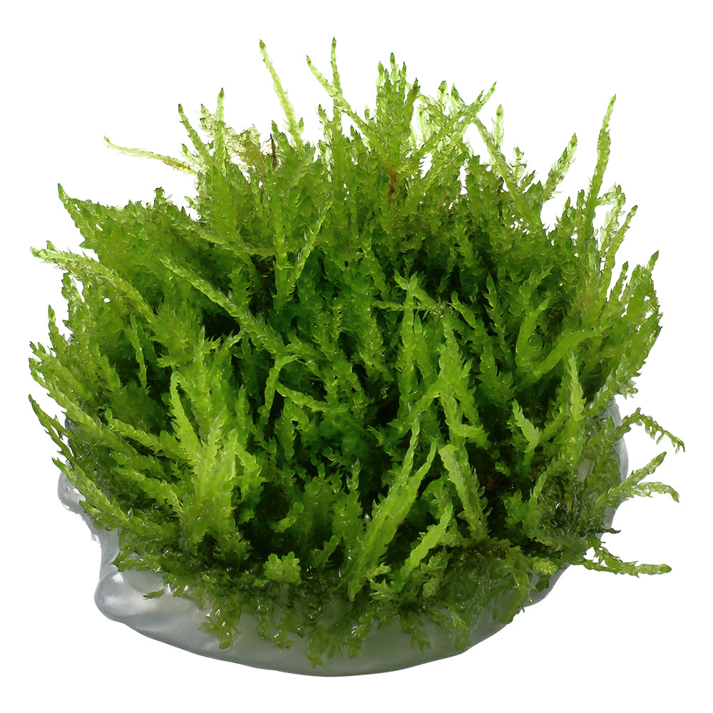 Tropica Vesicularia ferriei 'Weeping Moss' (Medium, Foreground) 1-2-Grow!