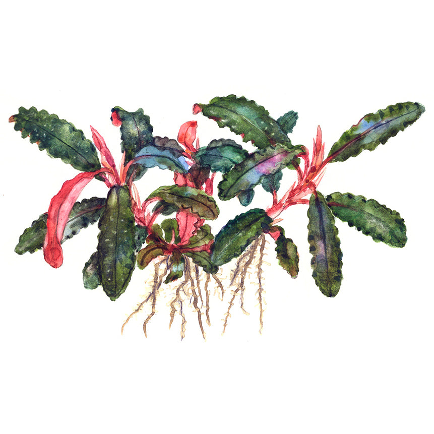 Tropica Bucephalandra 'Kedagang' (Easy, Foreground/Attach) 1-2-Grow!