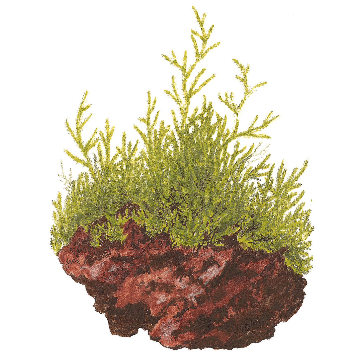 Tropica Taxiphyllum barbieri 'Bogor Moss' (Easy, Moss) 1-2-Grow!
