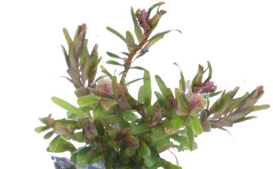 Aquafleur Easy Grow 99 Rotala H'ra Aquarium Live Plant