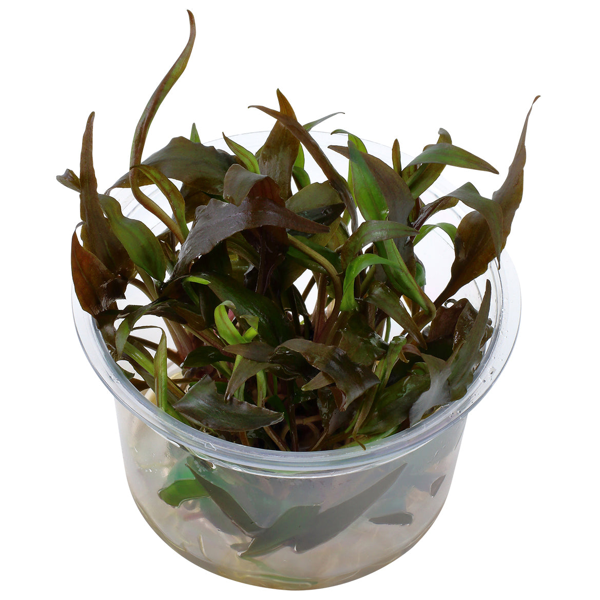 Tropica Cryptocoryne undulata 'Broad Leaf' (Easy, Middleground) 1-2-Grow!
