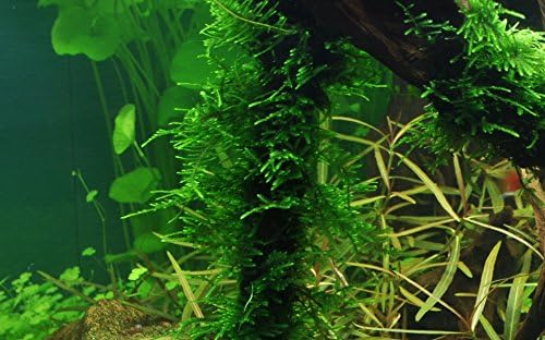 Taxiphyllum sp. 'Spiky Moss' (Easy, Moss) 1-2-Grow!