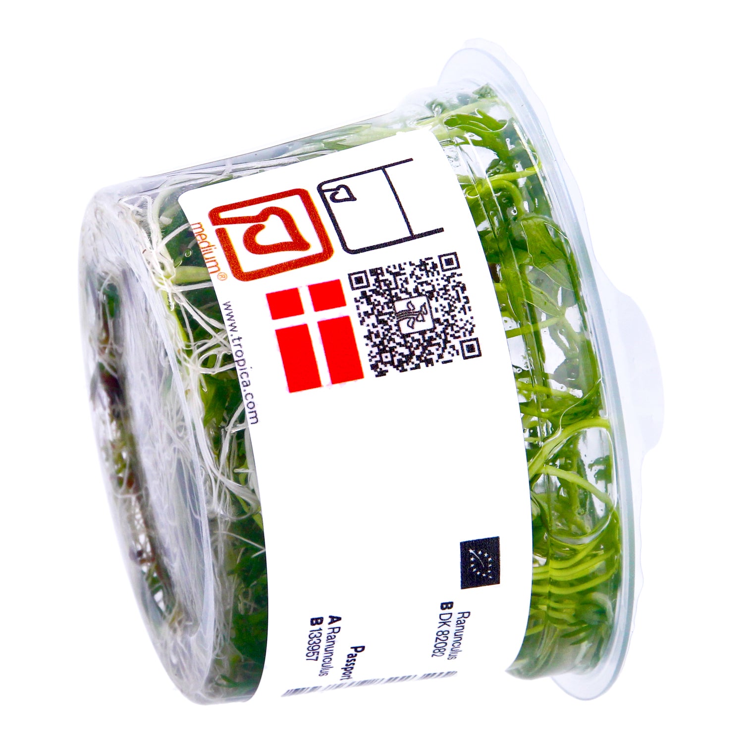 Tropica  1-2 Grow ! Ranunculus Live Aquarium Plant