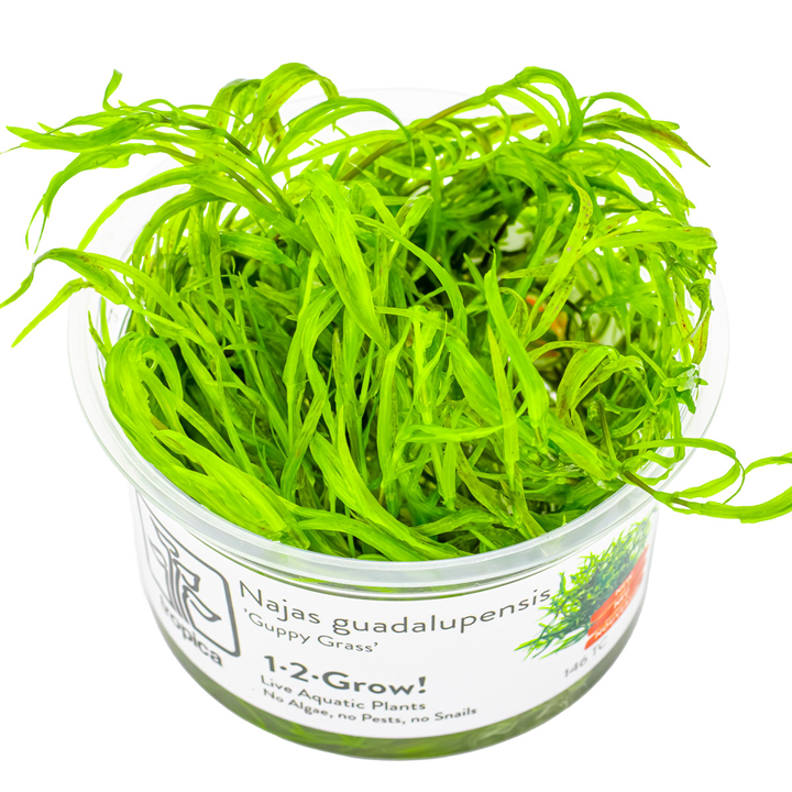 Tropica 1-2 Grow Najas Guadalupensis Guppy Grass | from Aquacadabra