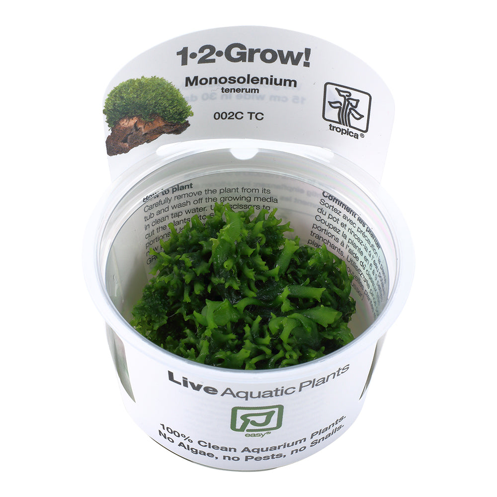 Tropica Monosolenium tenerum (Easy, Foreground) 1-2-Grow!