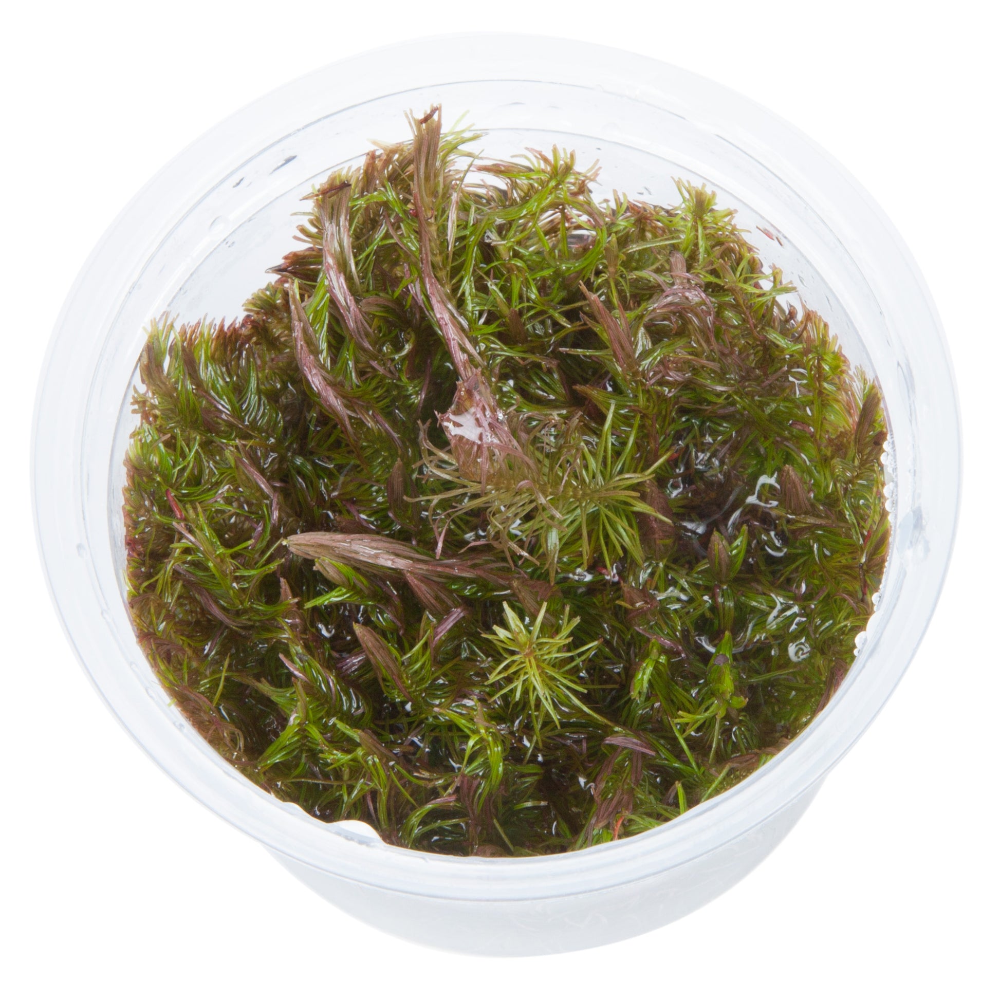 Tropica Rotala wallichii (Advanced, Background) 1-2-Grow!