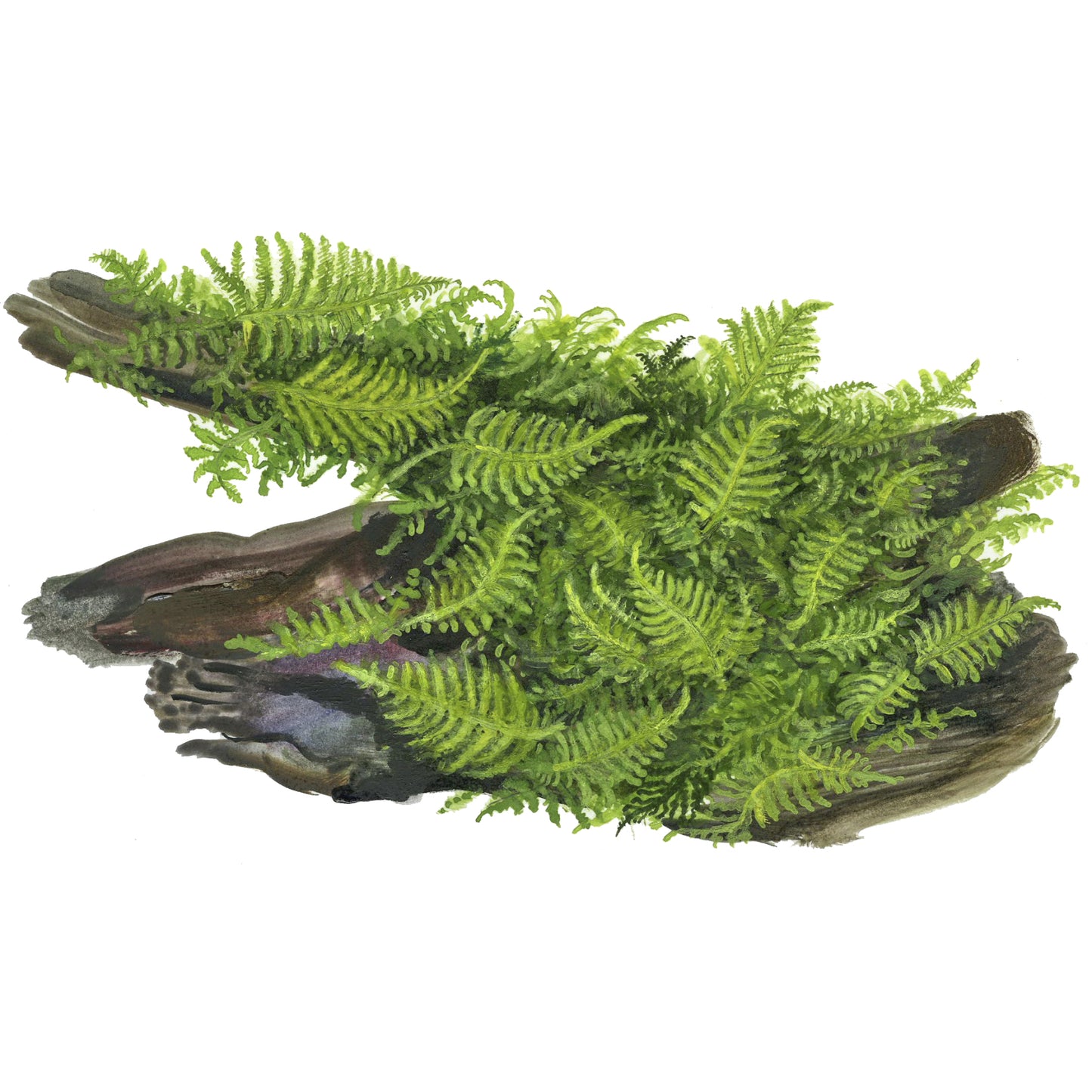Tropica Vesicularia montagnei 'Christmas Moss' (Medium, Foreground) 1-2-Grow!