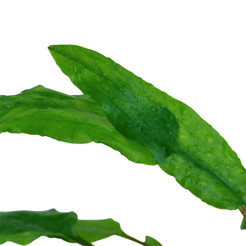 Tropica Cryptocoryne wendtii 'Green' (Easy, Middleground) 1-2-Grow!