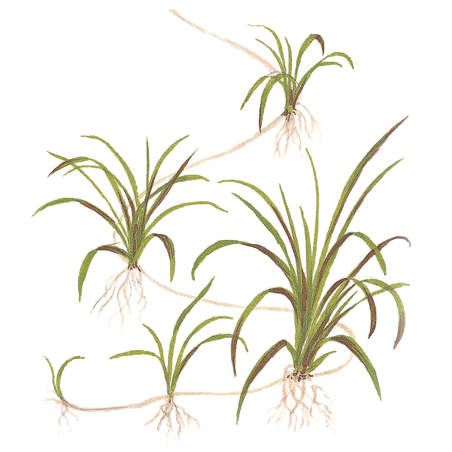 Tropica Helanthium tenellum 'Green' (Easy, Foreground) 1-2-Grow!
