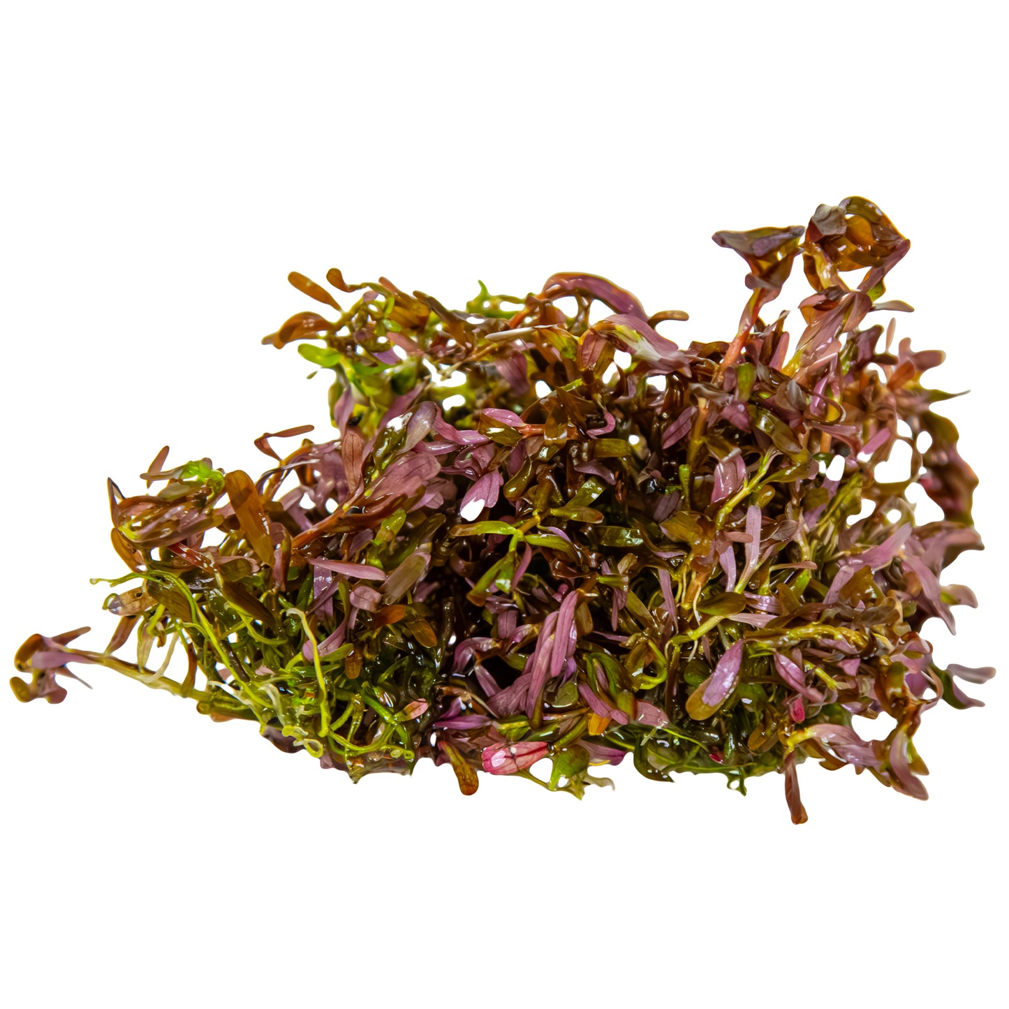 Tropica Rotala rotundifolia 'Blood Red' (Medium, Red) 1-2-Grow!