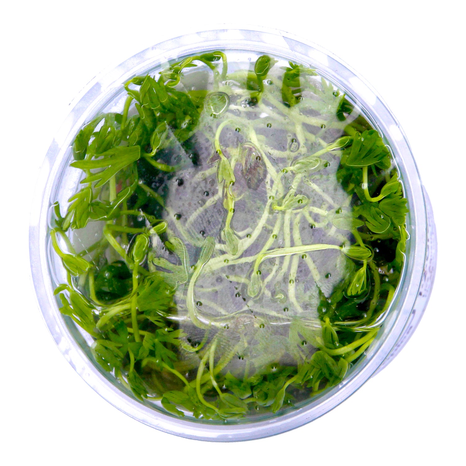 Tropica  1-2 Grow ! Ranunculus Live Aquarium Plant