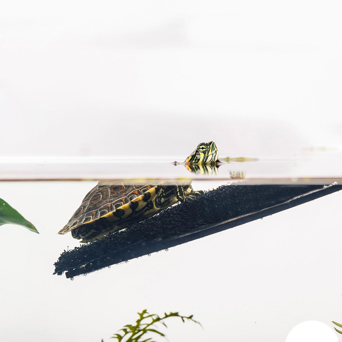 Exo Terra Turtle Haven Aquatic Terrarium