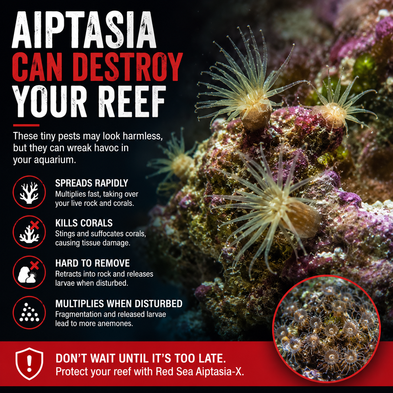 Red Sea Aiptasia-X 500ml Refill - R22233