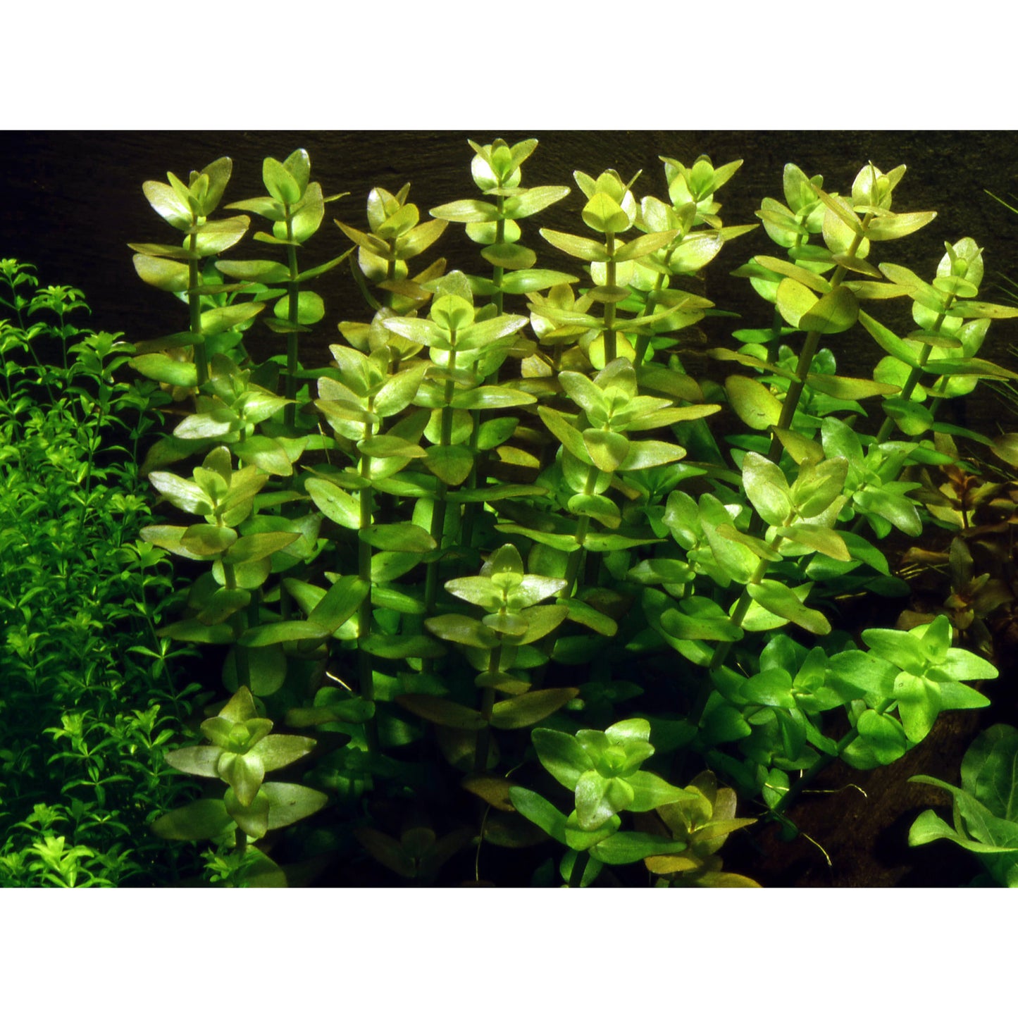 Tropica Bacopa caroliniana (Easy, Background) 1-2-Grow!