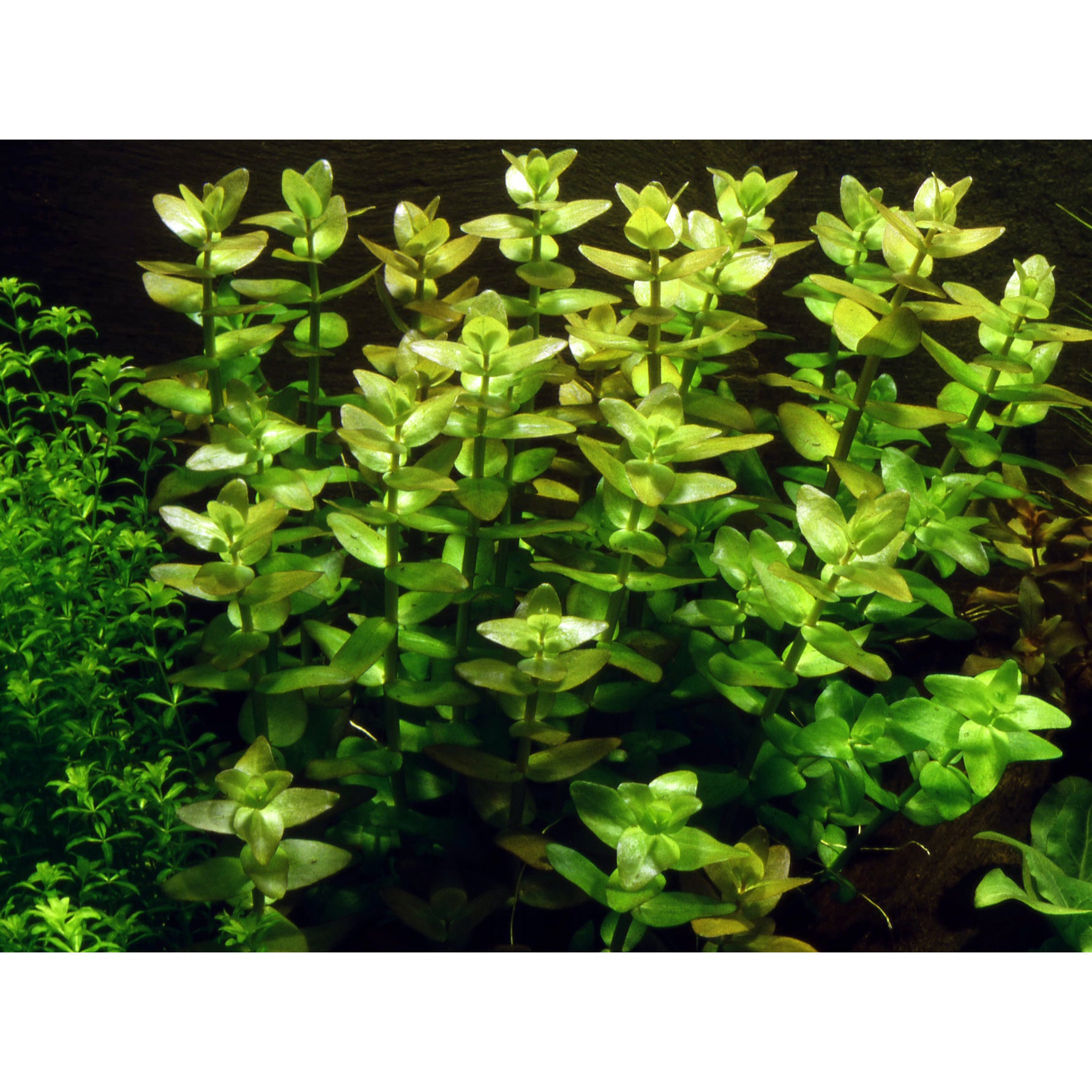 Tropica Bacopa caroliniana (Easy, Background) 1-2-Grow!