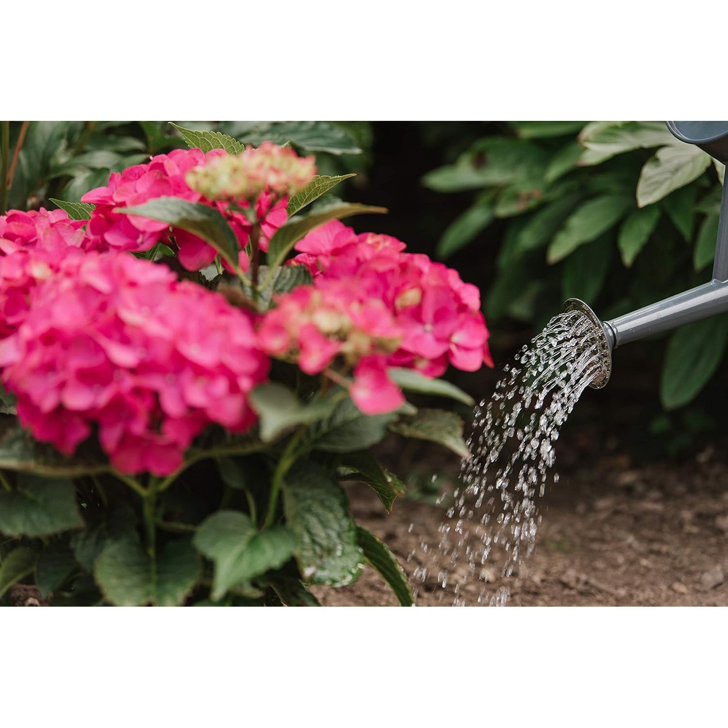 Westland Hydrangea Colourant 500g