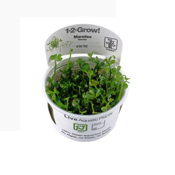 Marsilea hirsuta (Easy, Foreground (Carpeting)) 1-2-Grow!