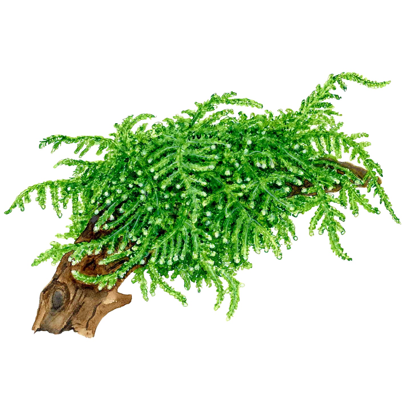 Tropica Vesicularia ferriei 'Weeping Moss' (Medium, Foreground) 1-2-Grow!
