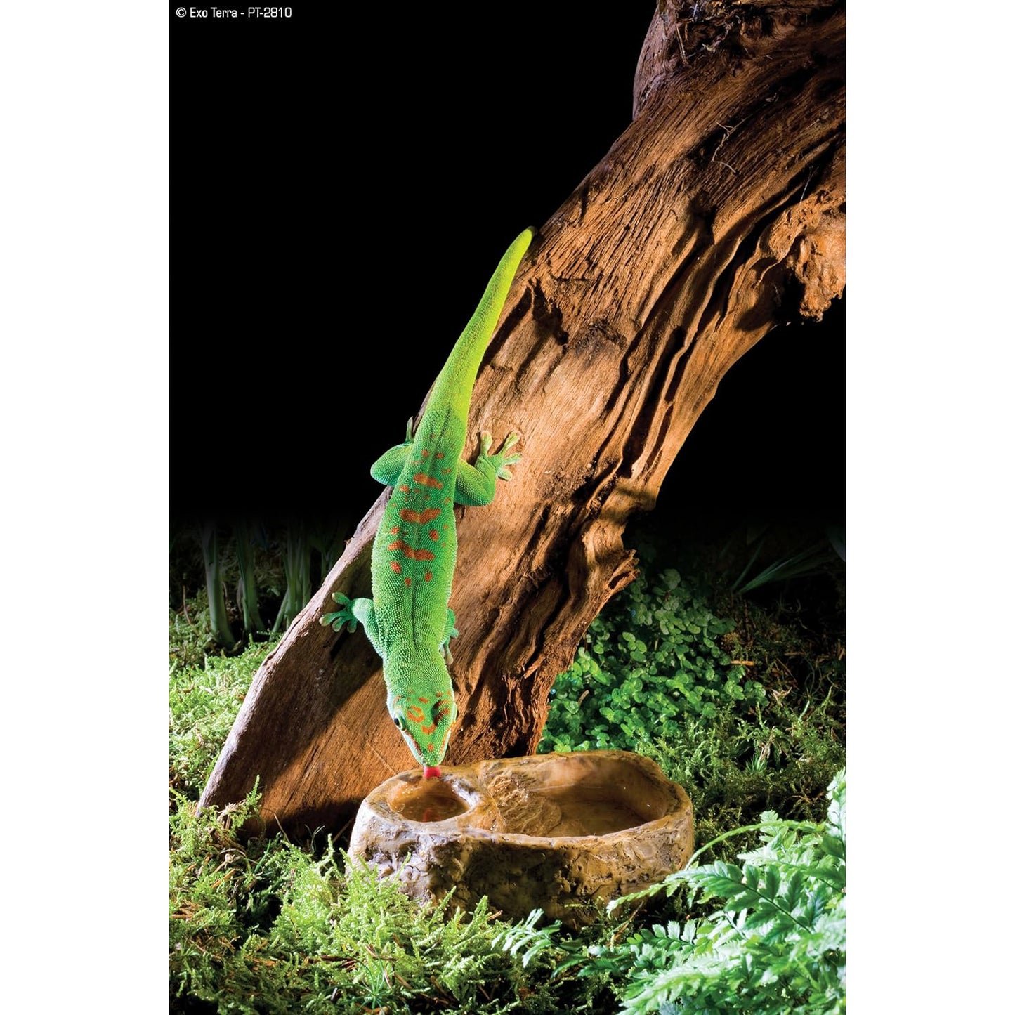 Exo Terra Gecko Feeding Bowl