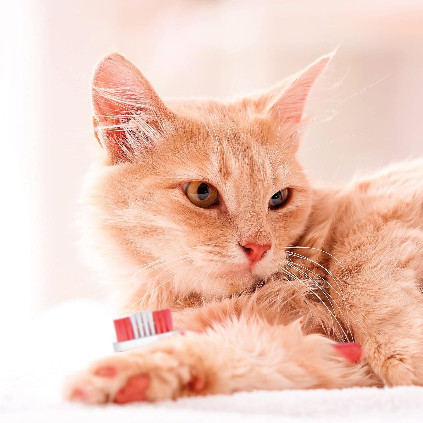 Beaphar Toothbrush Cat & Dog