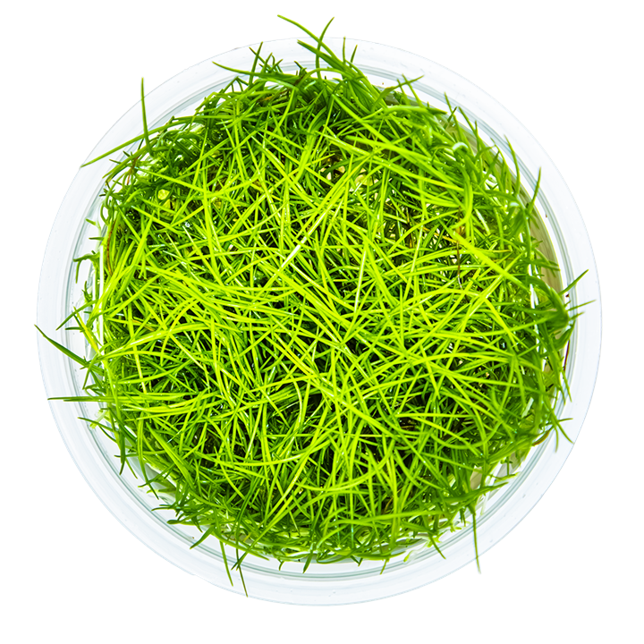 Tropica Eleocharis Acicularis Aquarium Live Plant