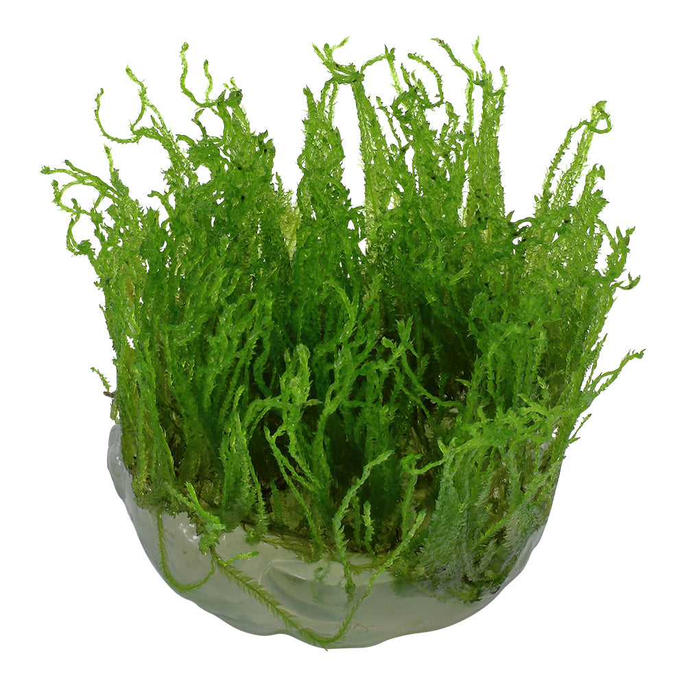 Tropica Taxiphyllum alternans 'Taiwan Moss' (Easy, Moss) 1-2-Grow!