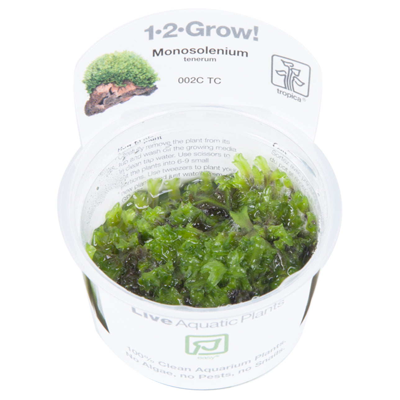 Tropica Monosolenium tenerum (Easy, Foreground) 1-2-Grow!