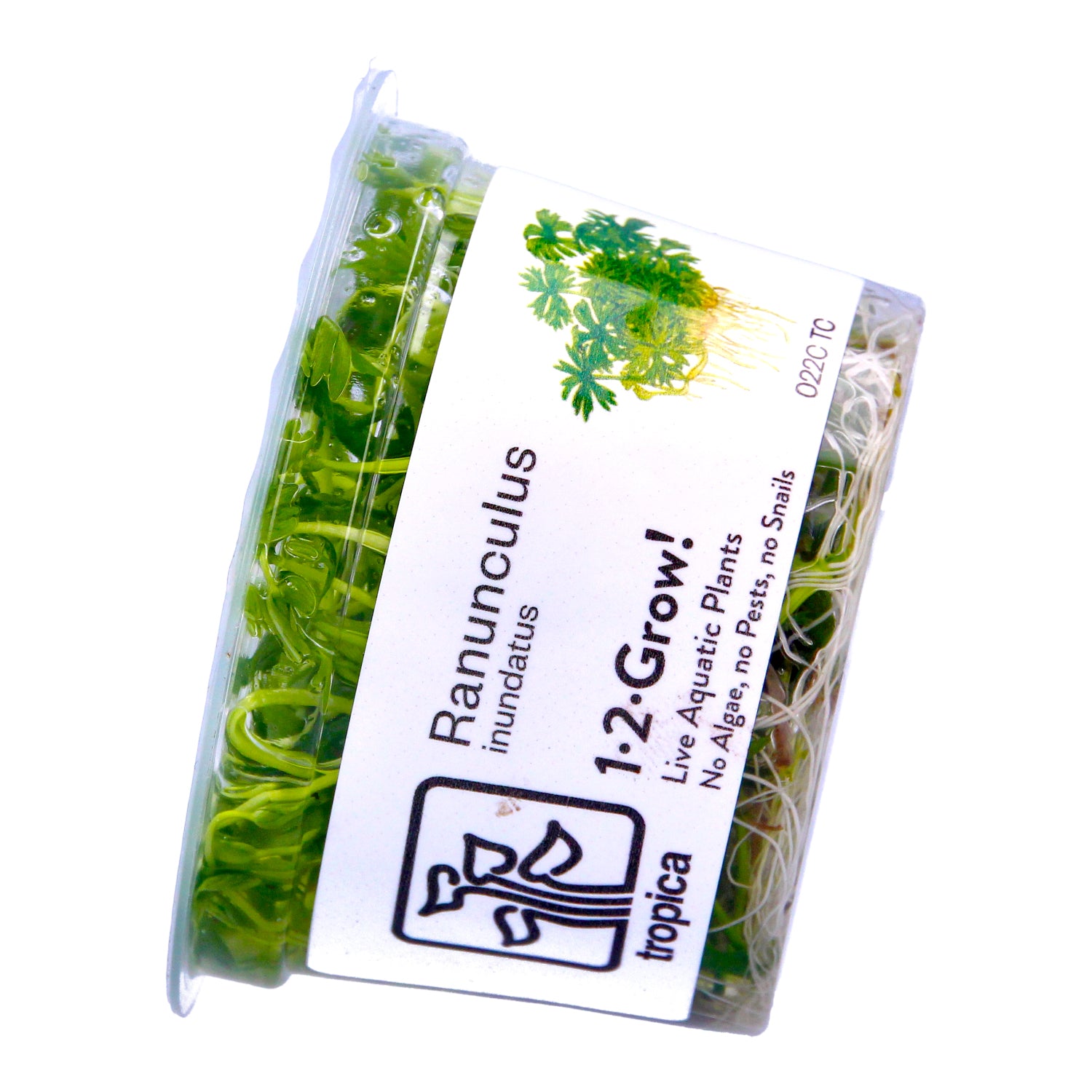 Tropica  1-2 Grow ! Ranunculus Live Aquarium Plant