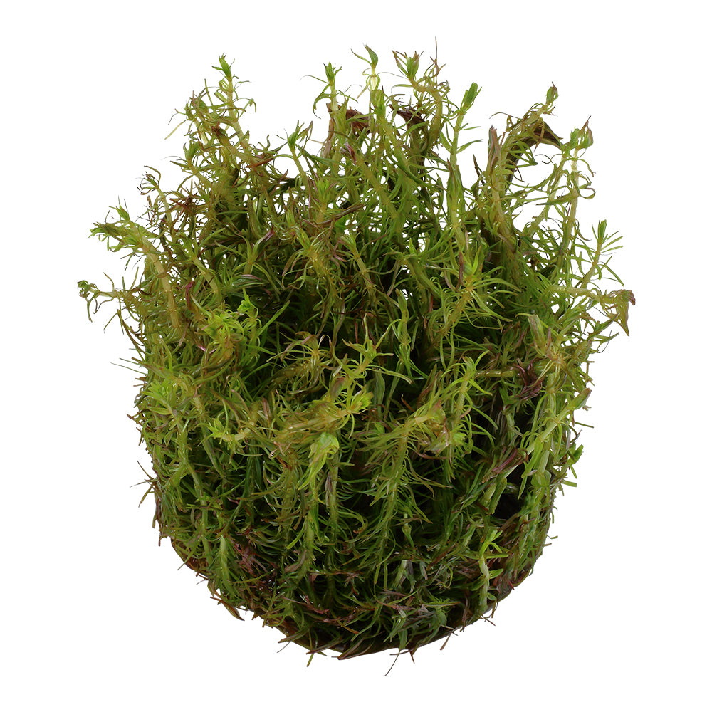 Tropica Rotala wallichii (Advanced, Background) 1-2-Grow!