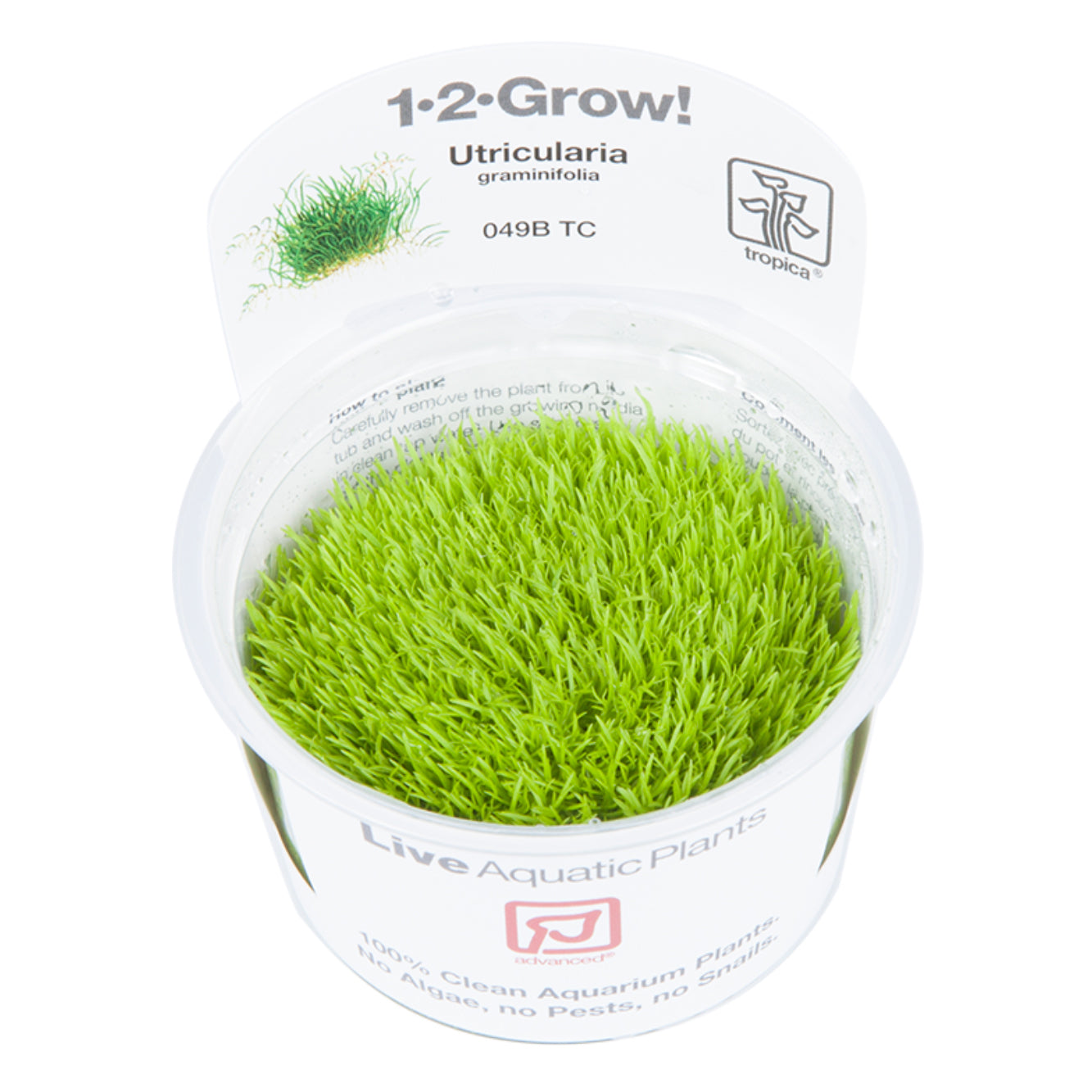 Tropica Utricularia graminifolia (Advanced, Foreground) 1-2-Grow!